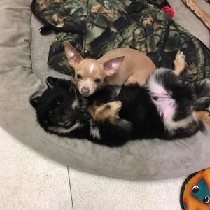 Meet your Posher, Deanna